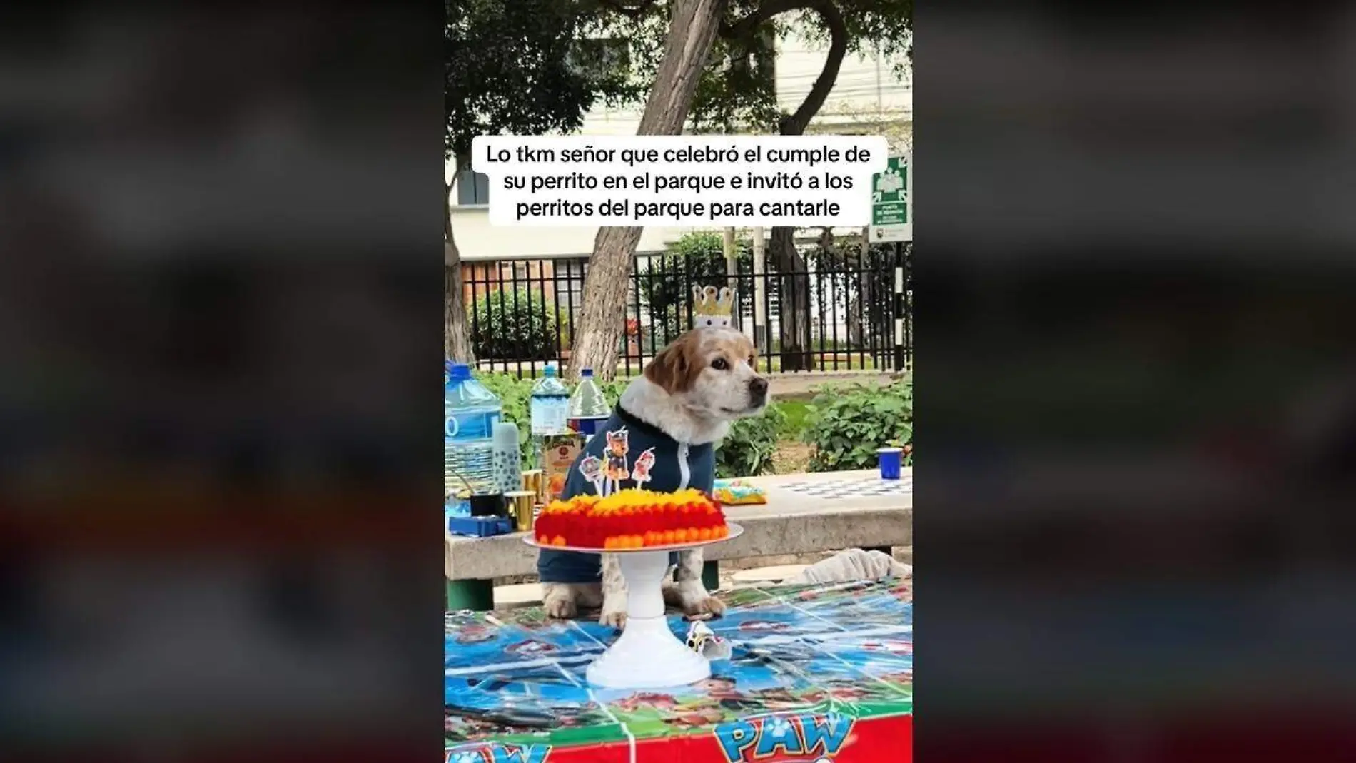 Celebración de un dueño a su perro, en un parque, se vuelve viral en redes